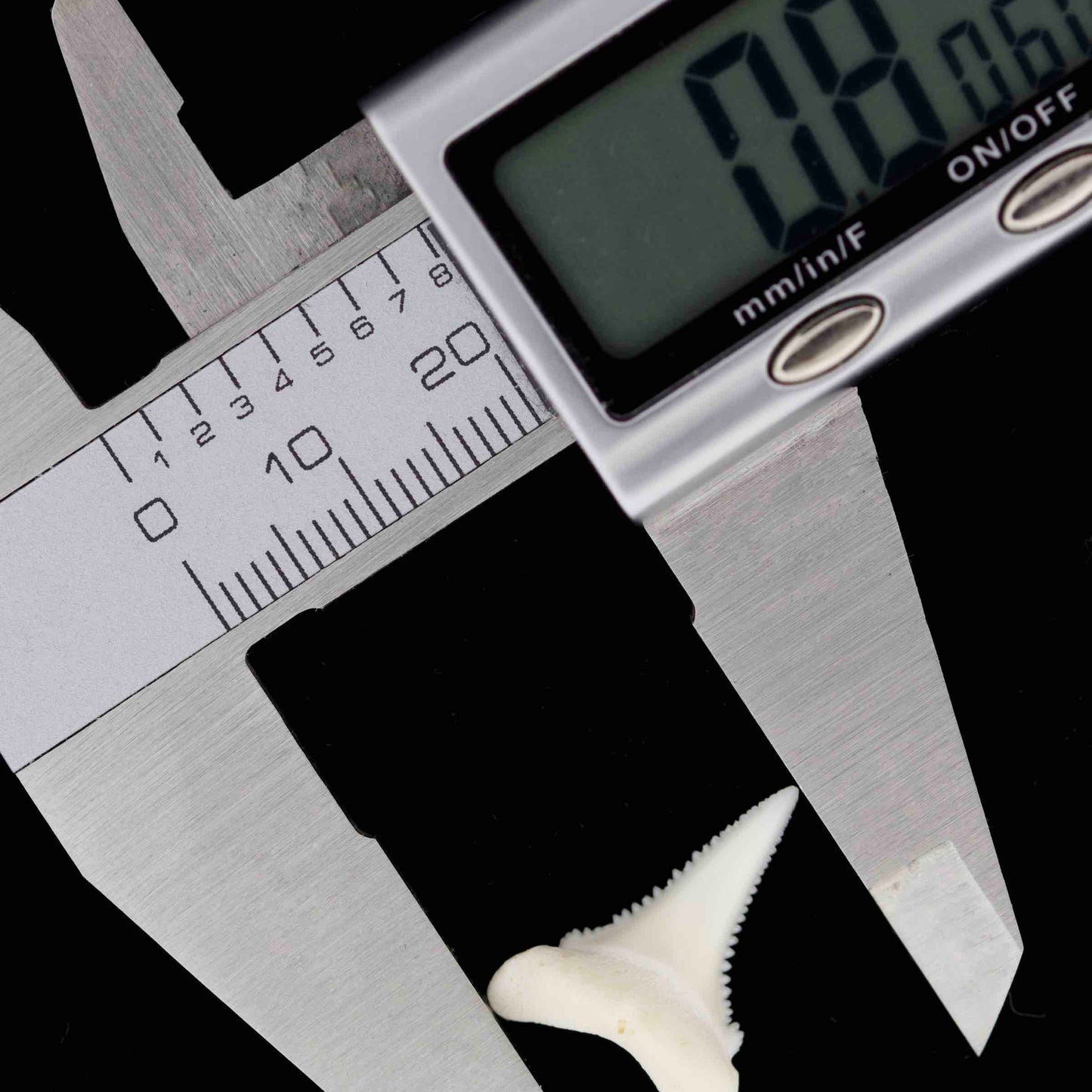 Digital caliper measuring a modern great white shark tooth against a black background