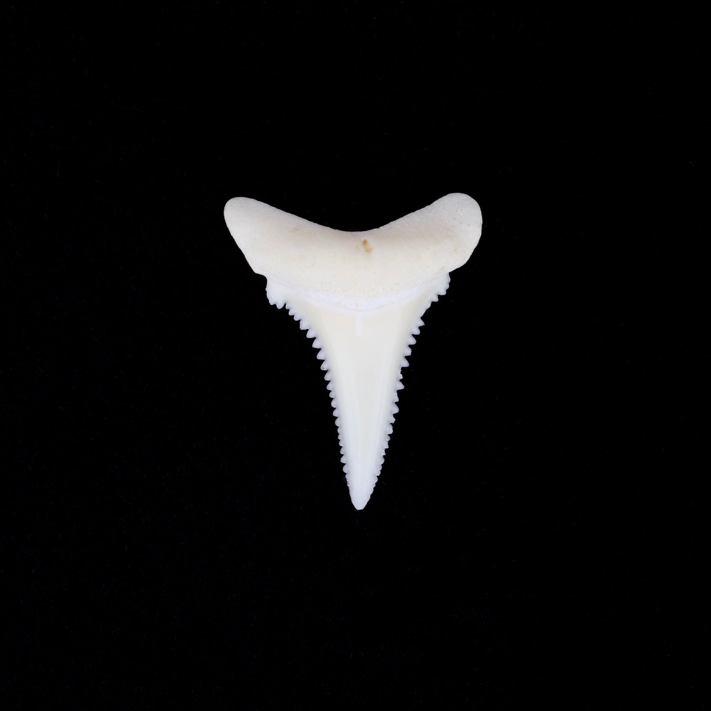 0.8" Modern Great White Shark Tooth