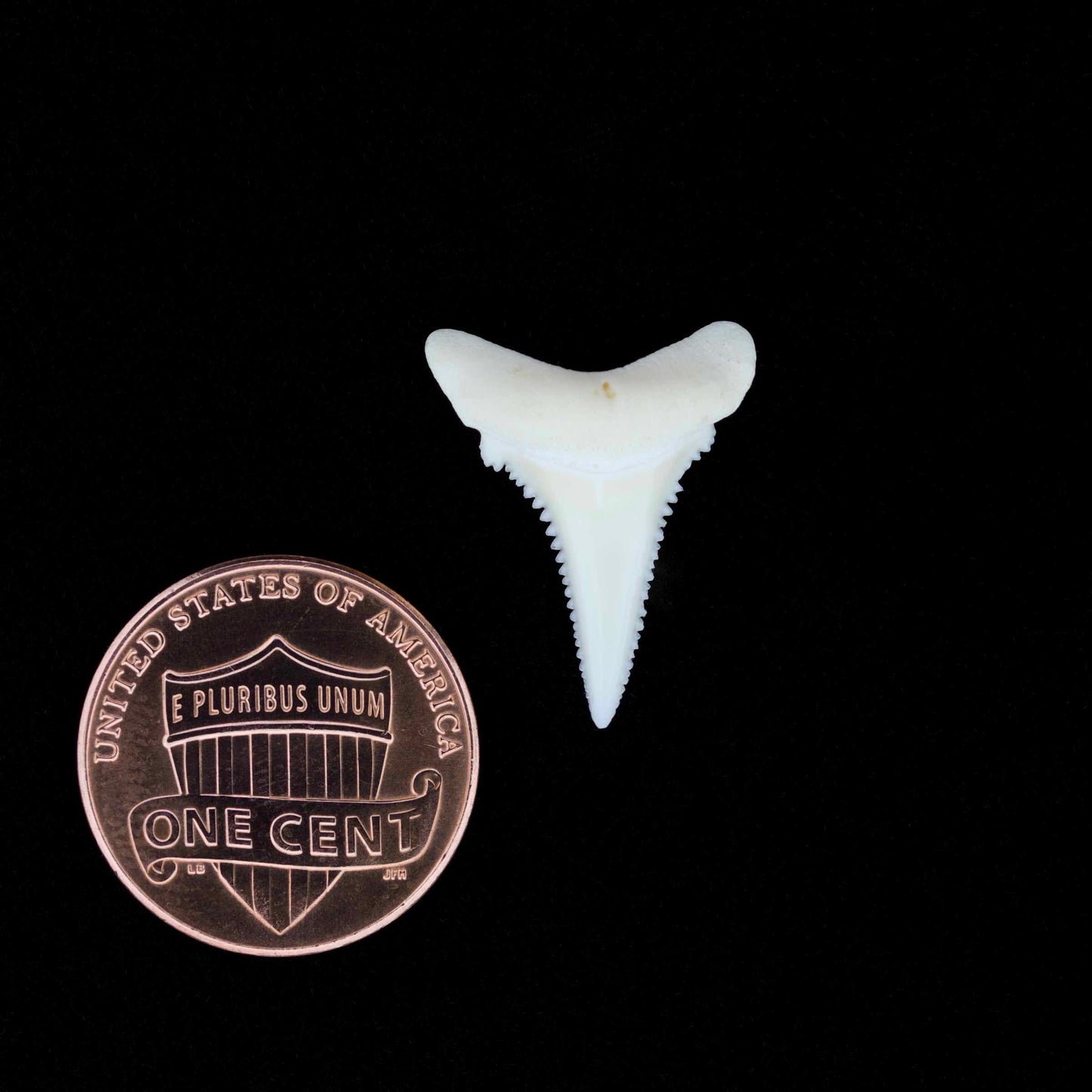 0.8" Modern Great White Shark Tooth
