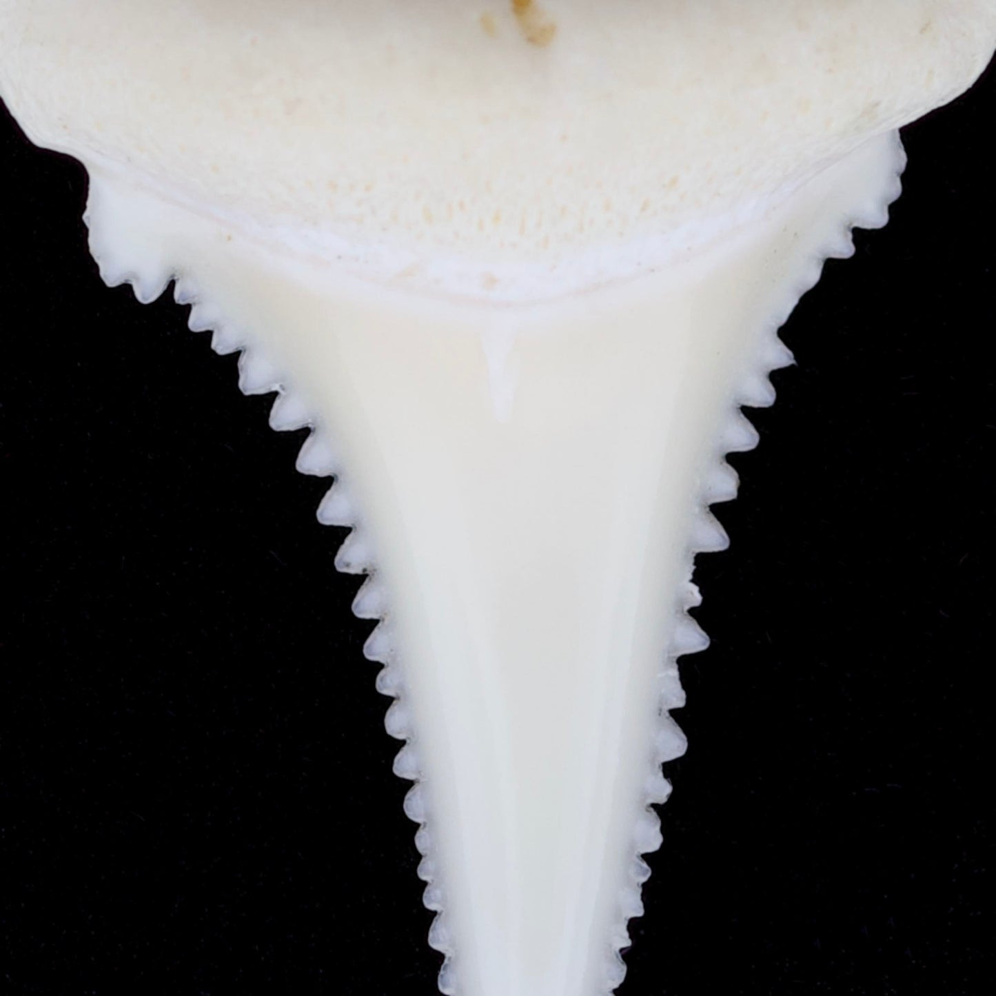 0.8" Modern Great White Shark Tooth