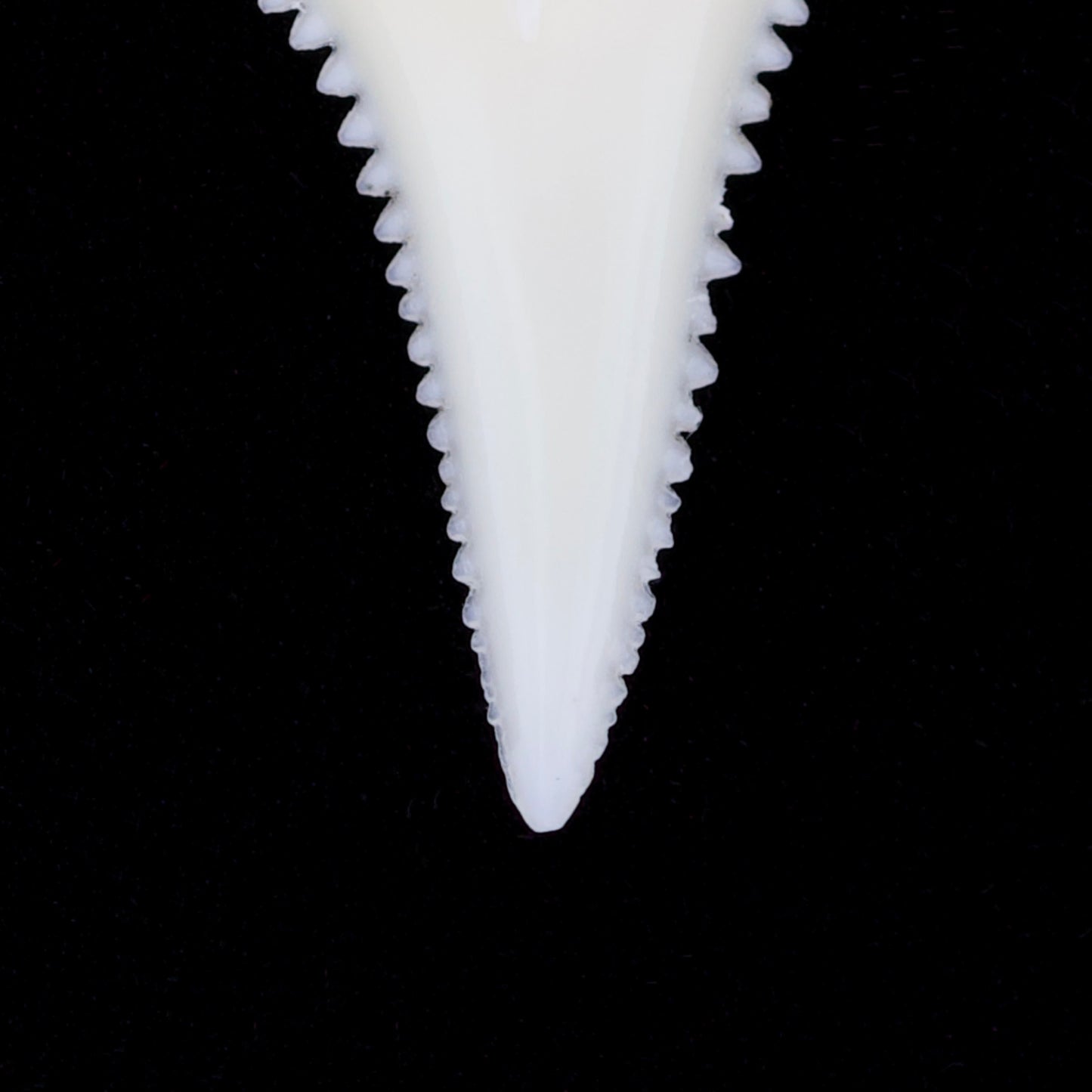 0.8" Modern Great White Shark Tooth