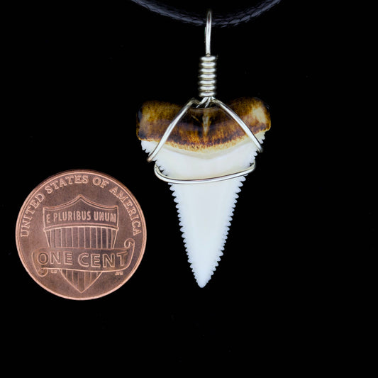 1" Modern Great White Tooth Necklace – Burnt Root / Wire-Wrapped