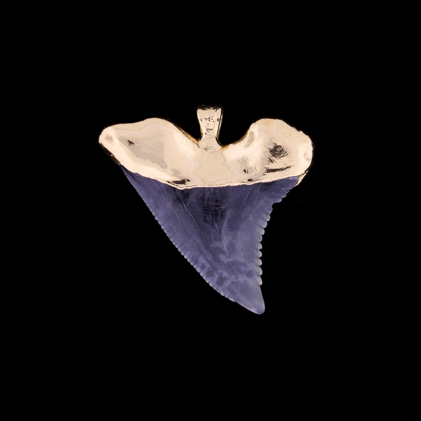 1¼" Fossil Snaggletooth Shark (Hemiprestis serra) Tooth – 18k Gold Electroformed