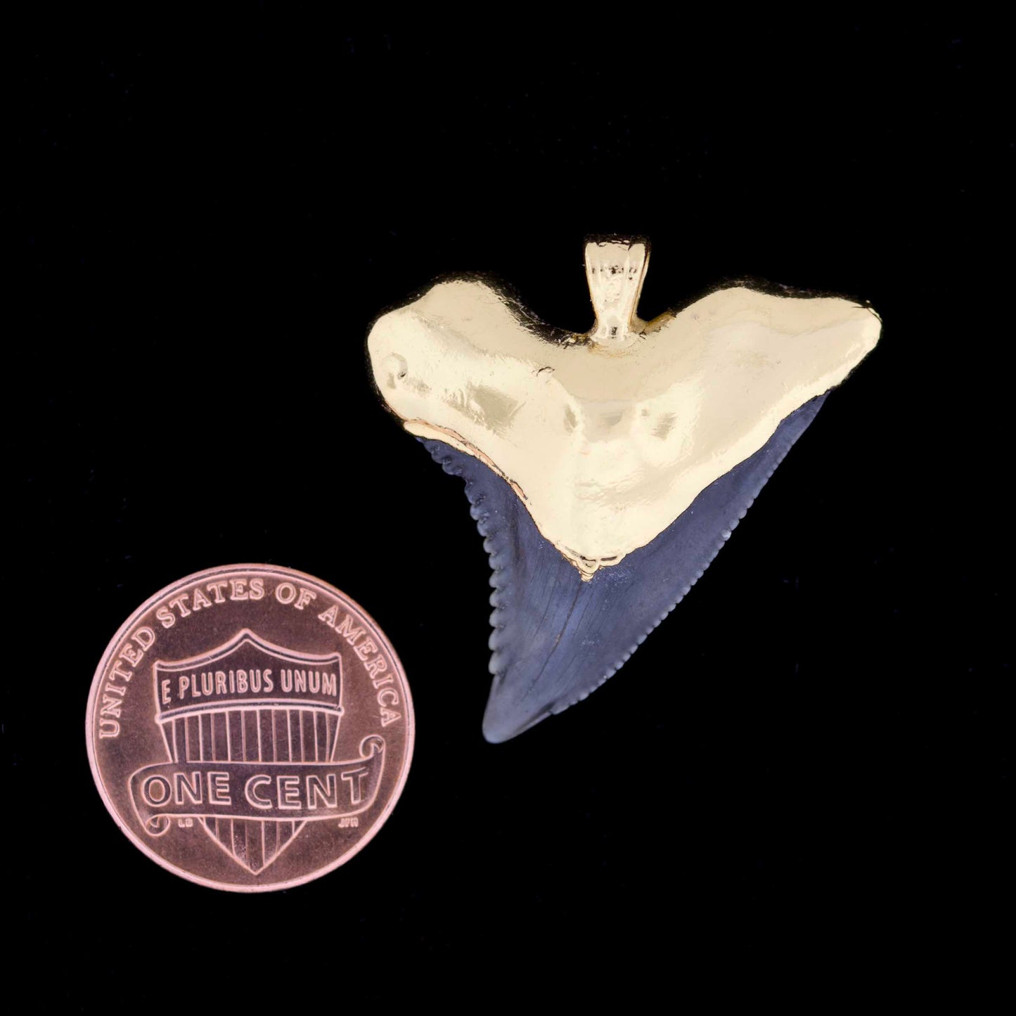 1¼" Fossil Snaggletooth Shark (Hemiprestis serra) Tooth – 18k Gold Electroformed
