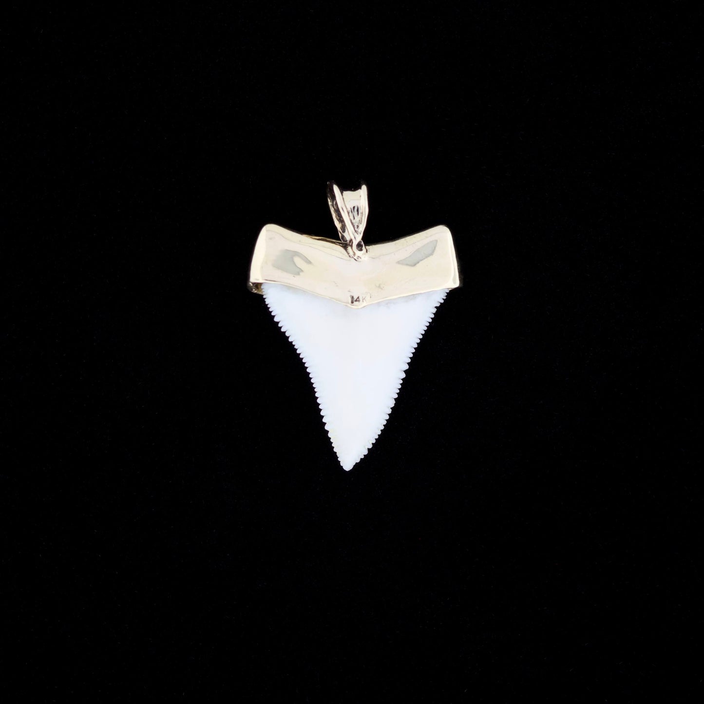Modern great white shark tooth pendant with a gold cap on a black background