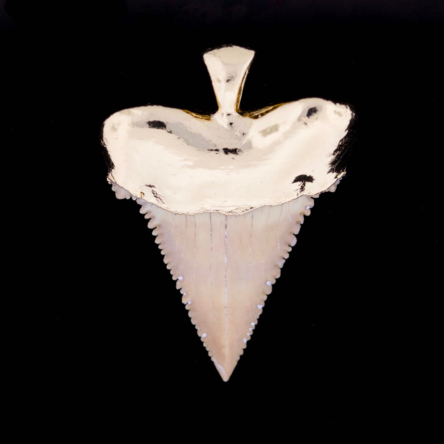 Pygmy white shark tooth pendant with gold setting on a black background