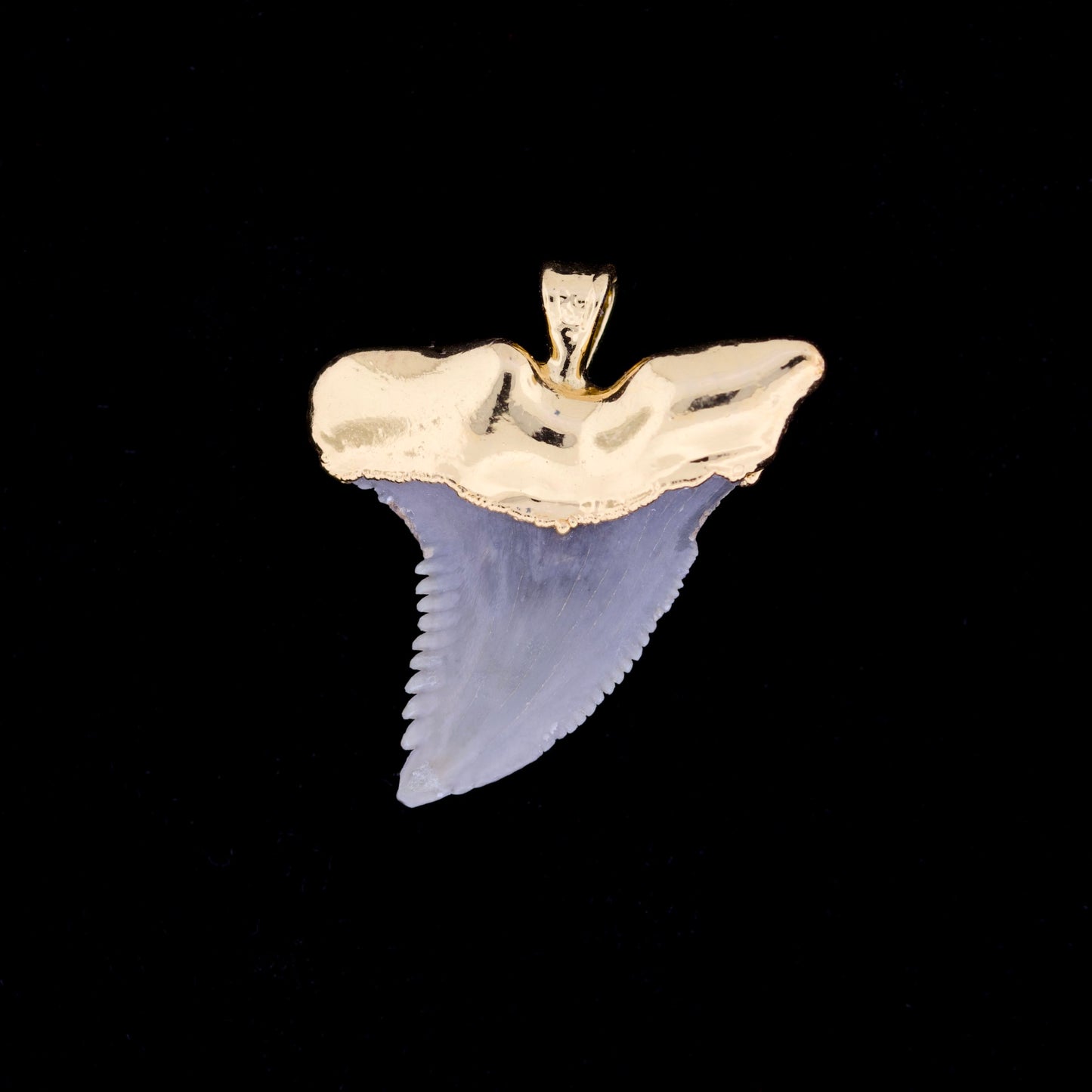 1¼" Fossil Snaggletooth Shark (Hemiprestis serra) Tooth – 18k Gold Electroformed