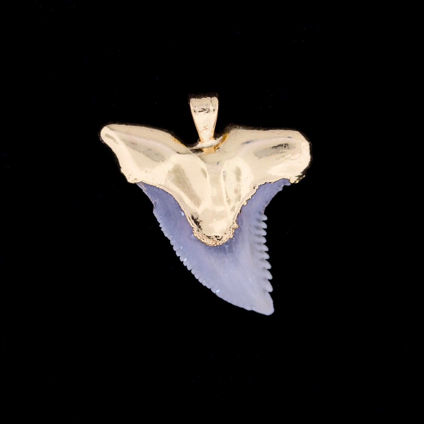 1¼" Fossil Snaggletooth Shark (Hemiprestis serra) Tooth – 18k Gold Electroformed