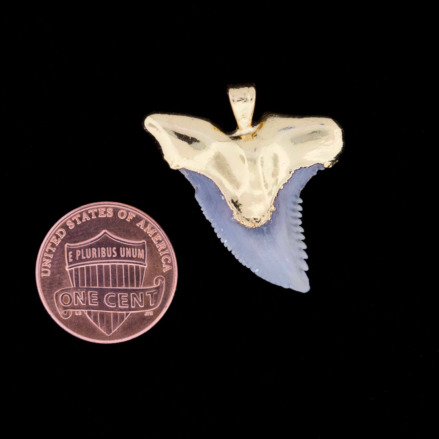 1¼" Fossil Snaggletooth Shark (Hemiprestis serra) Tooth – 18k Gold Electroformed
