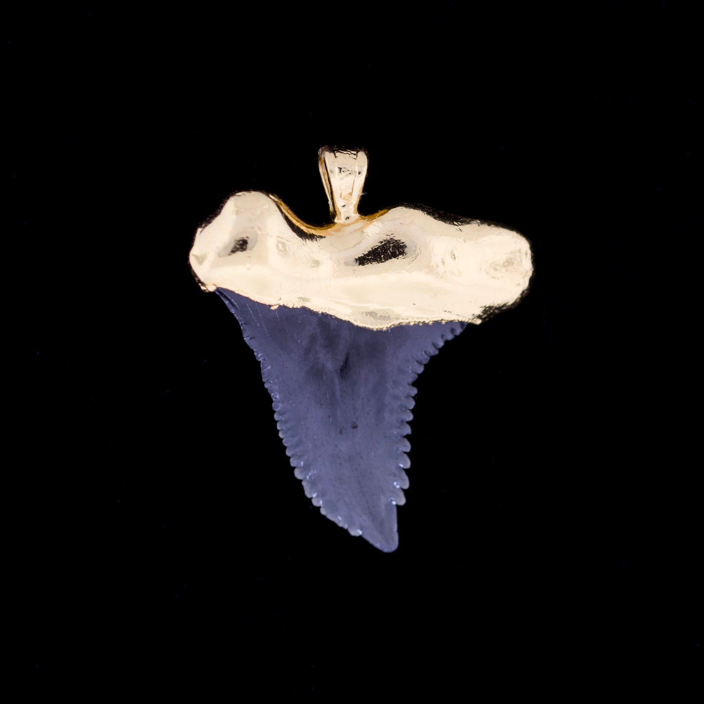 1¼" Fossil Snaggletooth Shark (Hemiprestis serra) Tooth – 18k Gold Electroformed