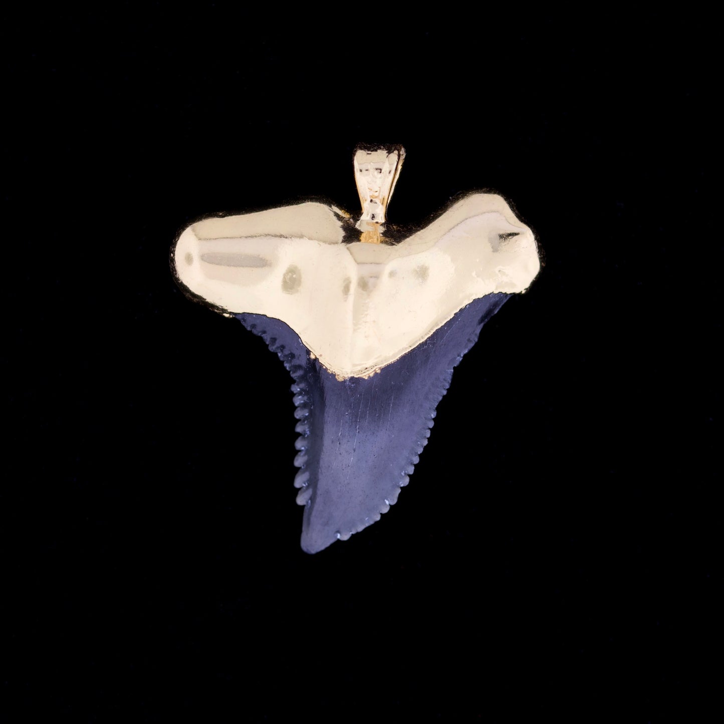 1¼" Fossil Snaggletooth Shark (Hemiprestis serra) Tooth – 18k Gold Electroformed