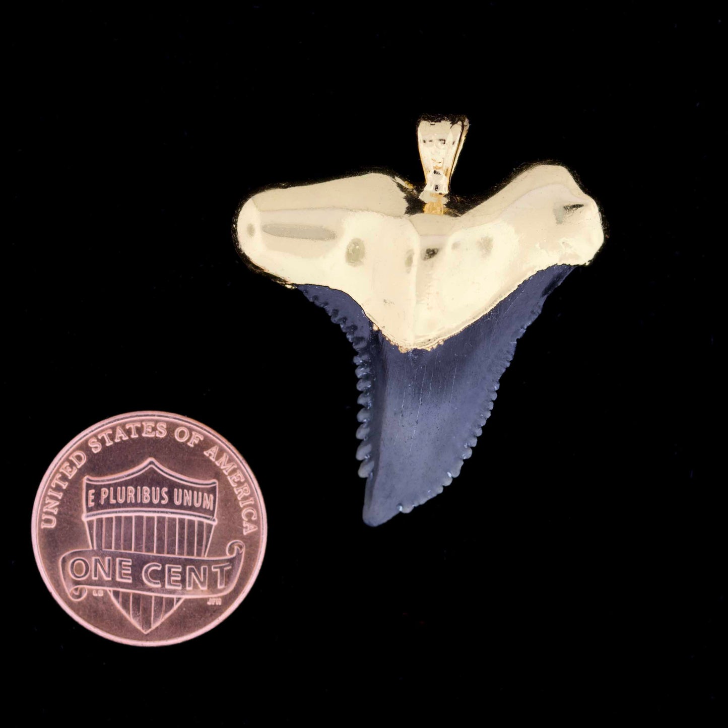 1¼" Fossil Snaggletooth Shark (Hemiprestis serra) Tooth – 18k Gold Electroformed