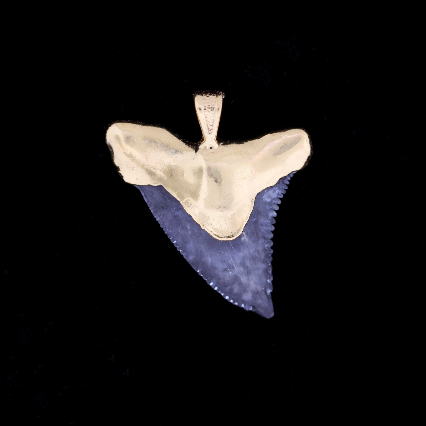 1¼" Fossil Snaggletooth Shark (Hemiprestis serra) Tooth – 18k Gold Electroformed