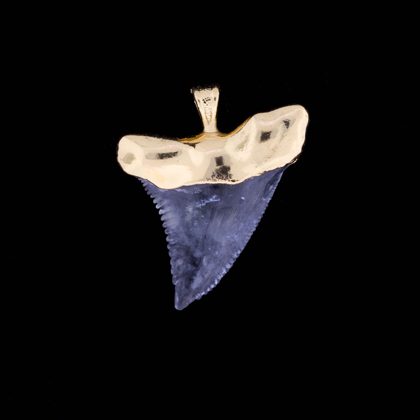1¼" Fossil Snaggletooth Shark (Hemiprestis serra) Tooth – 18k Gold Electroformed
