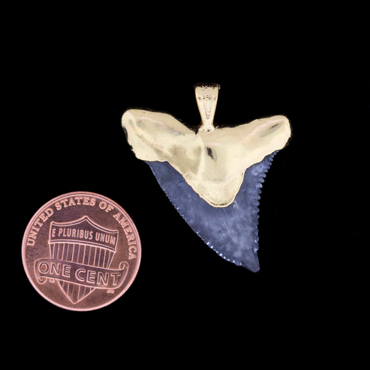 1¼" Fossil Snaggletooth Shark (Hemiprestis serra) Tooth – 18k Gold Electroformed
