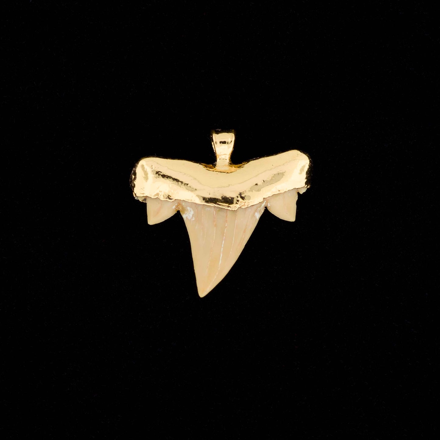 Gold plated otodus obliquus shark tooth pendant on a black background