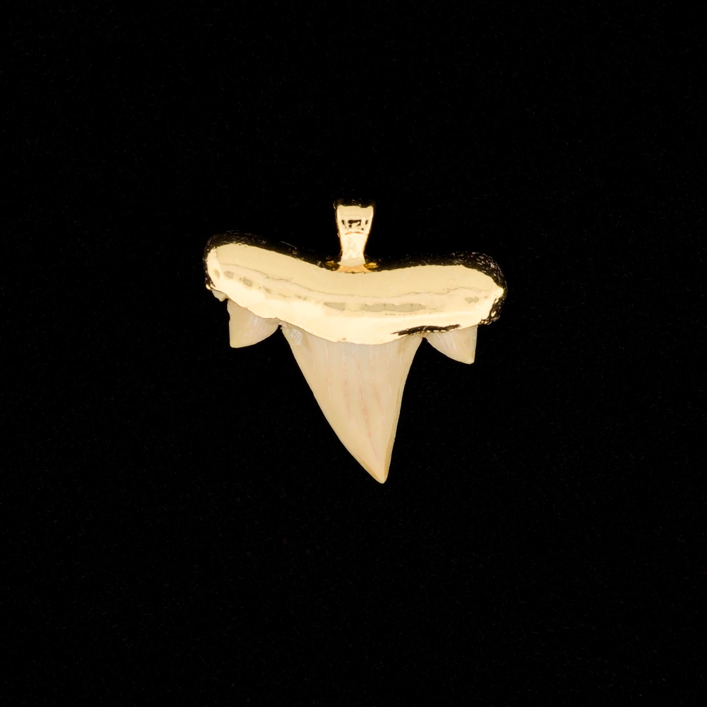 Gold plated otodus obliquus shark tooth pendant on a black background