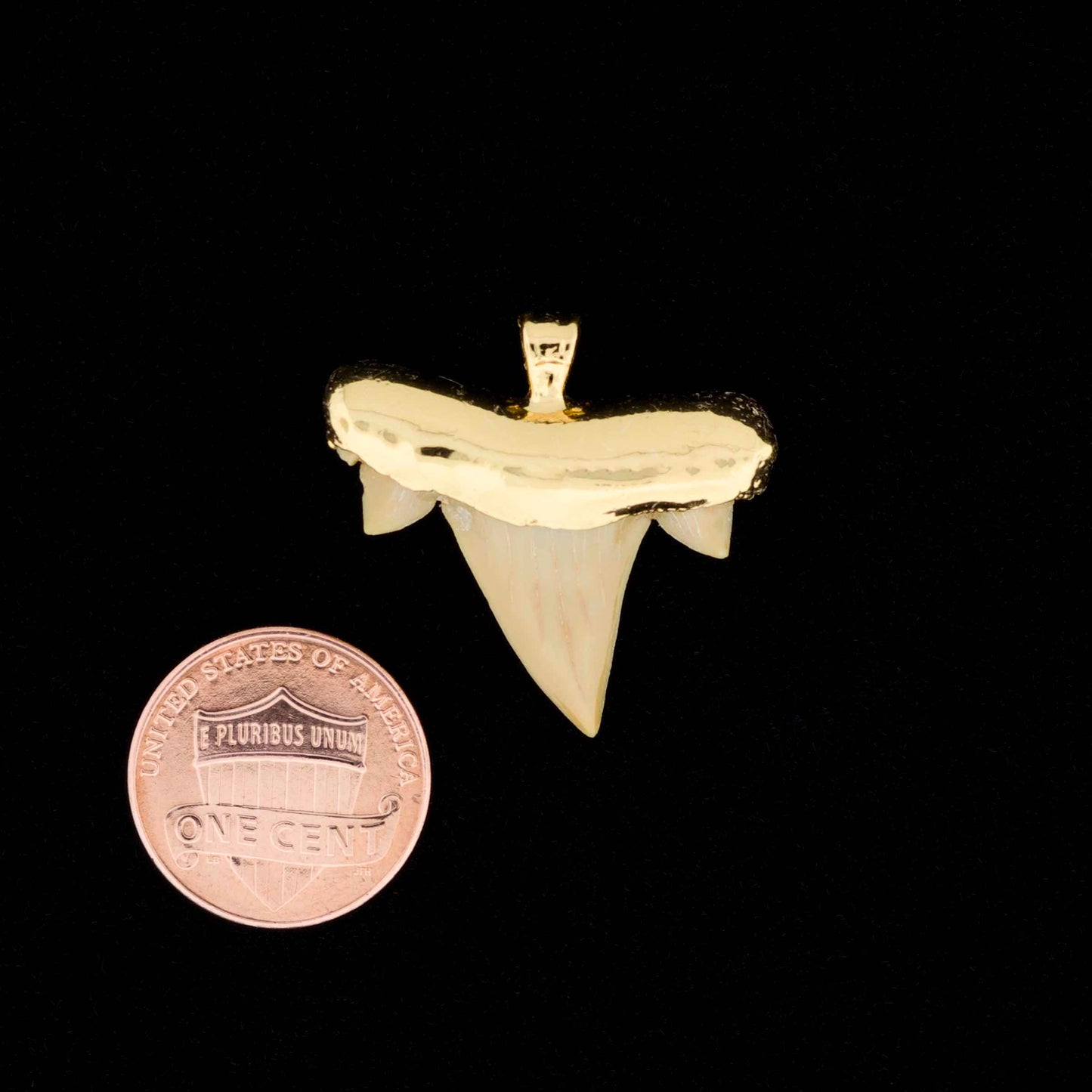 Gold plated otodus obliquus shark tooth pendant, next to a penny for scale, on a black background