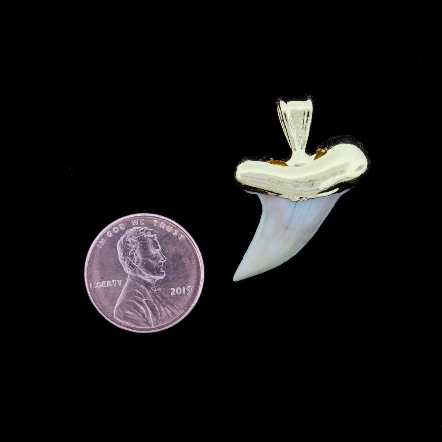 1-1/8" Fossil Hooktooth Mako Shark Tooth Pendant | 18k Gold Electroformed