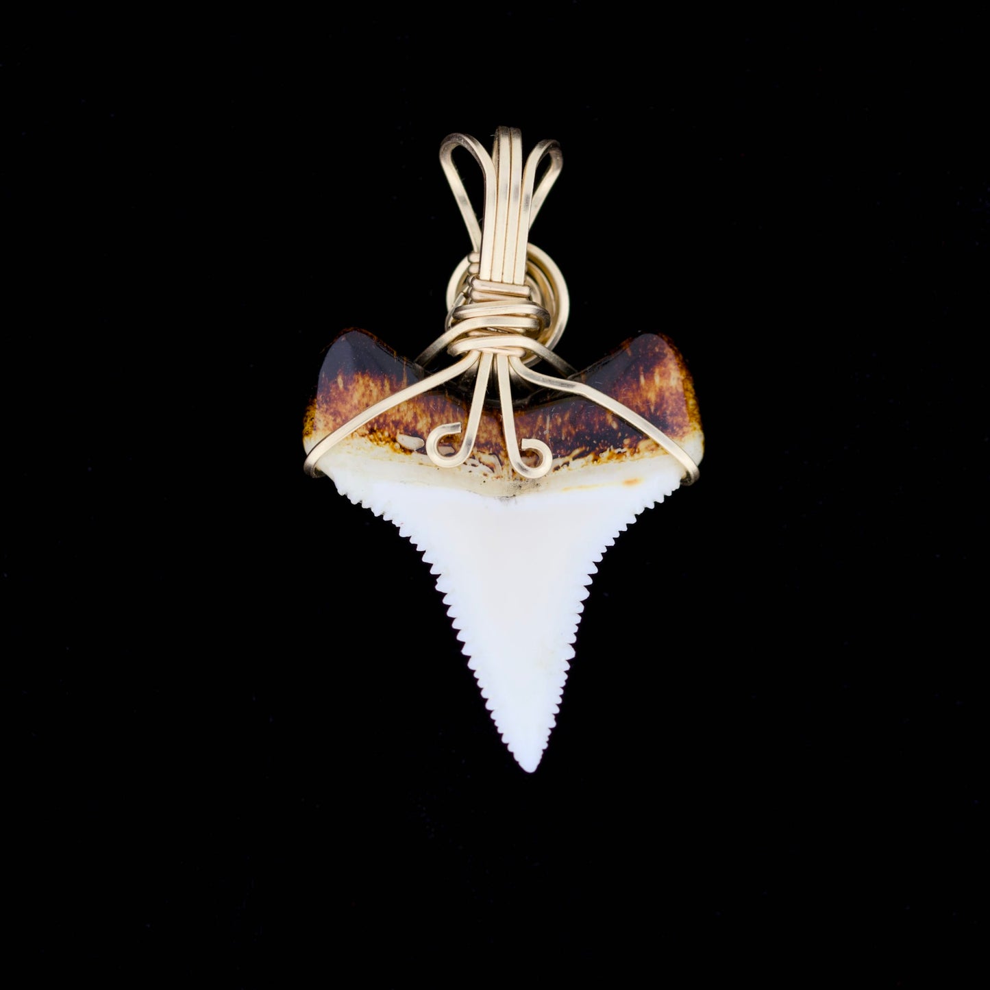 Modern great white shark tooth pendant with ornate gold wire wrapping, on a black background.