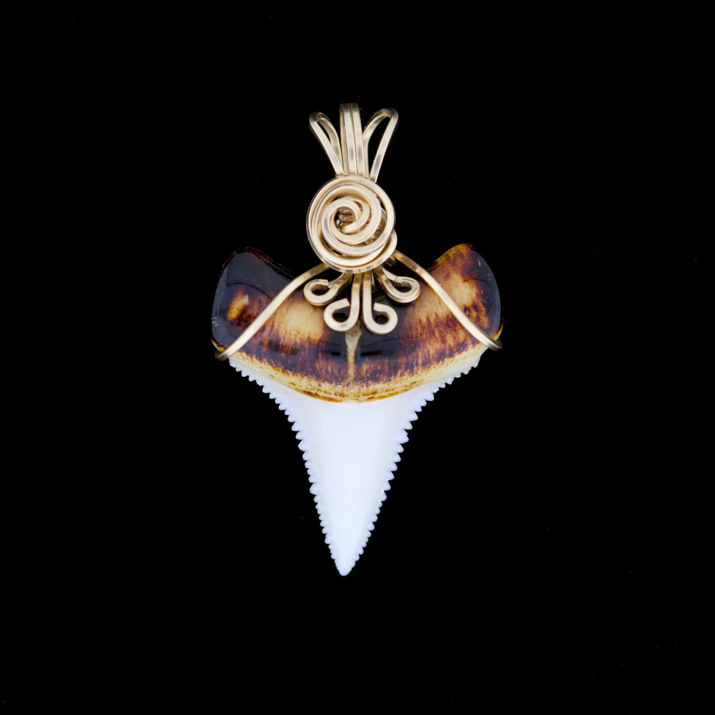 Modern great white shark tooth pendant with ornate gold wire wrapping, on a black background.