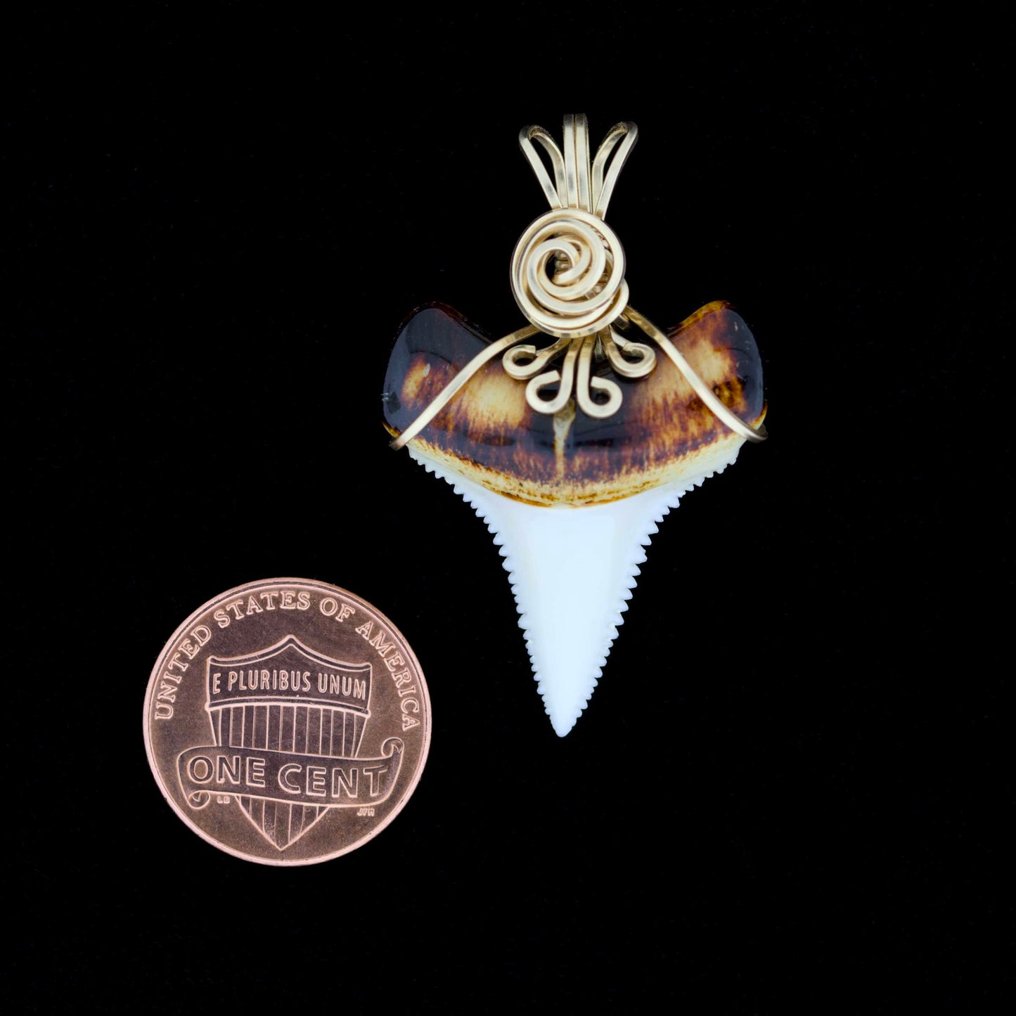 Modern great white shark tooth pendant with ornate gold wire wrapping, next to a penny for scale, on a black background.