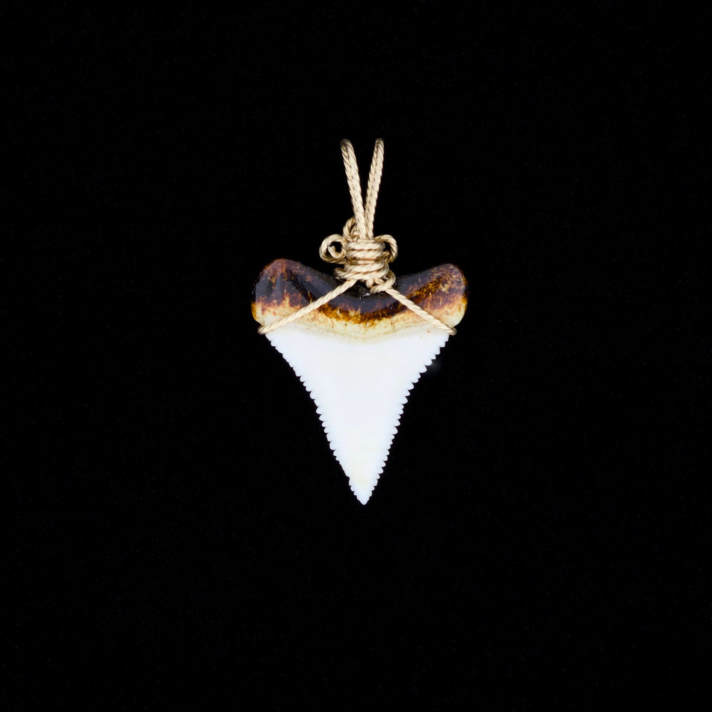Modern great white shark tooth pendant with ornate gold wire wrapping, on a black background.