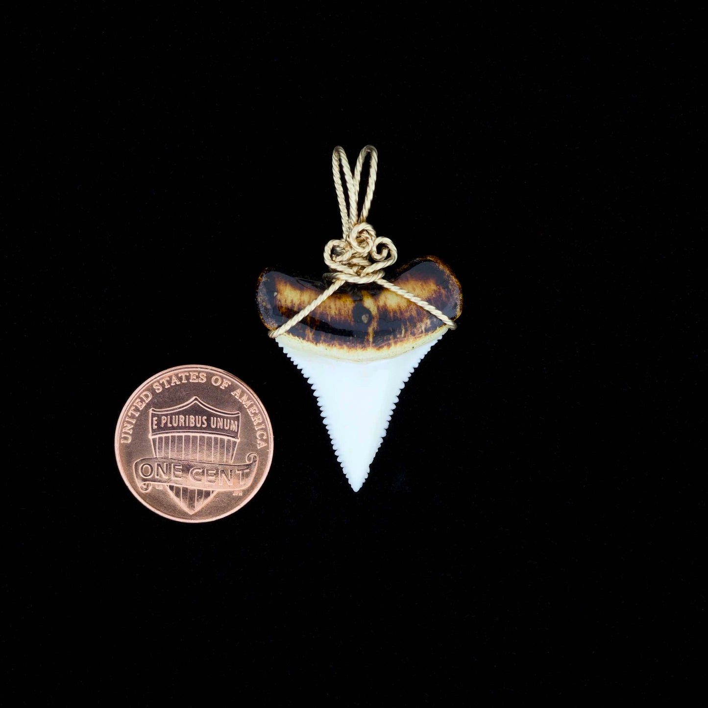 Modern great white shark tooth pendant with ornate gold wire wrapping, next to a penny for scale, on a black background.