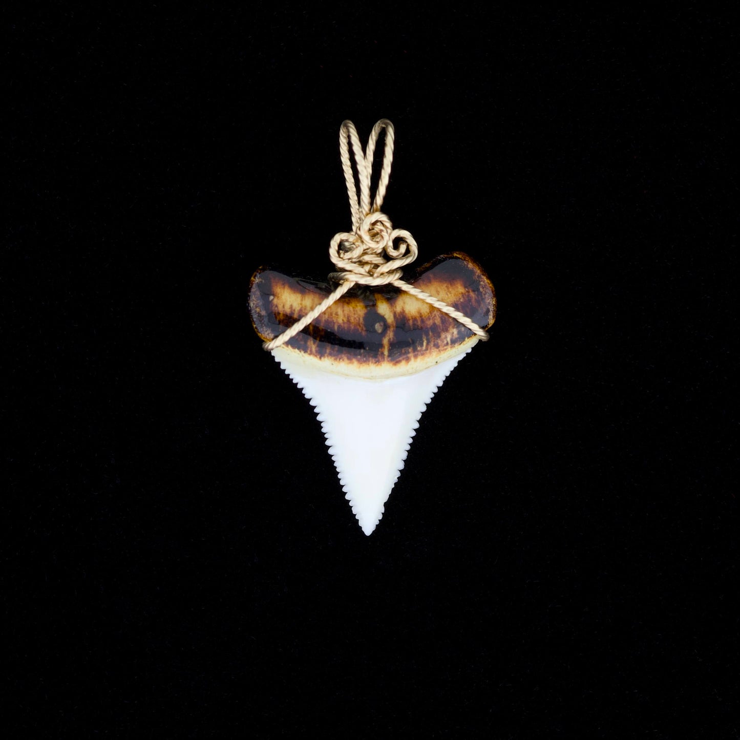 Modern great white shark tooth pendant with ornate gold wire wrapping, on a black background.