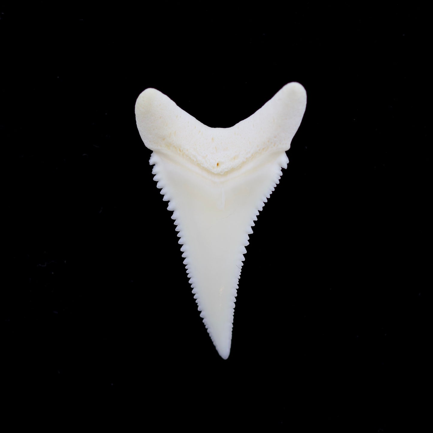 Modern great white shark tooth on a black background