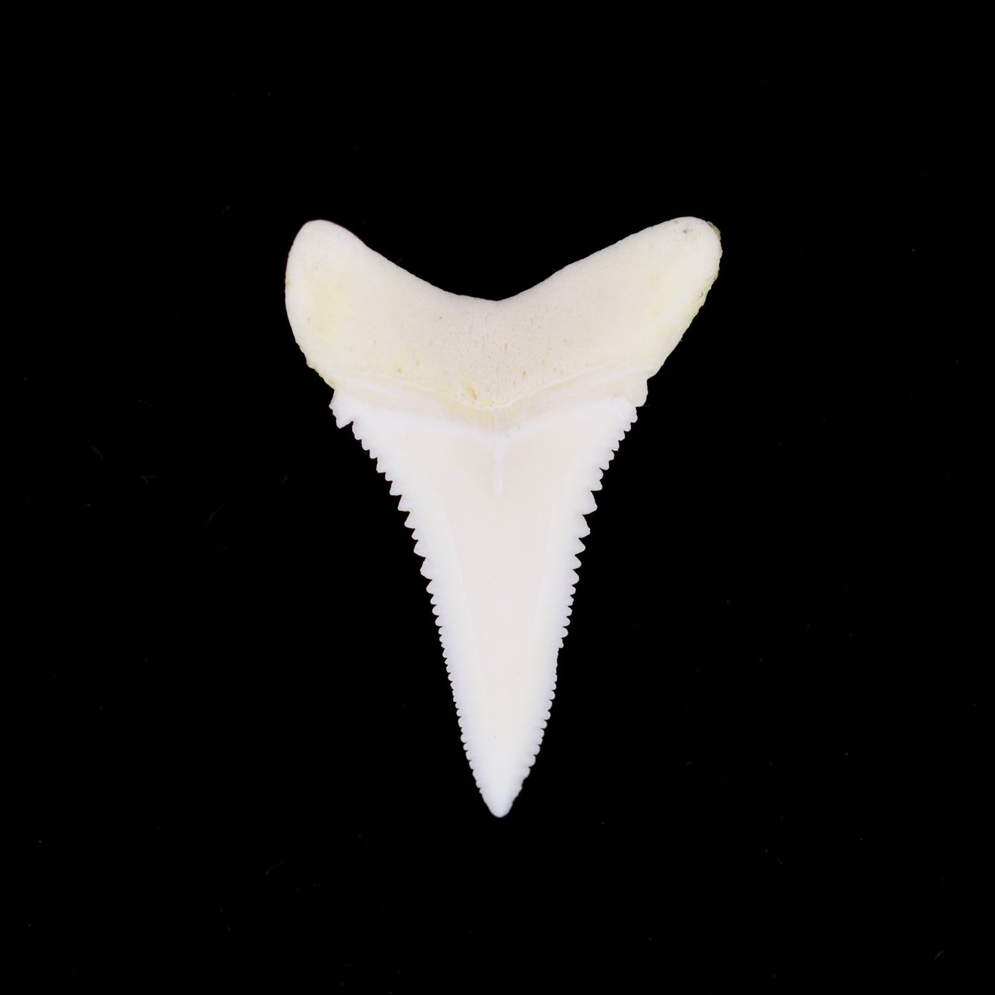1.3" Modern Great White Shark Tooth