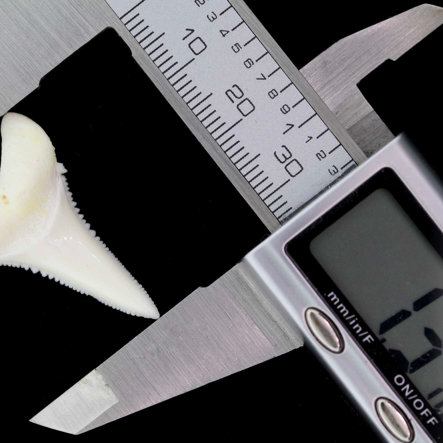 1.3" Modern Great White Shark Tooth