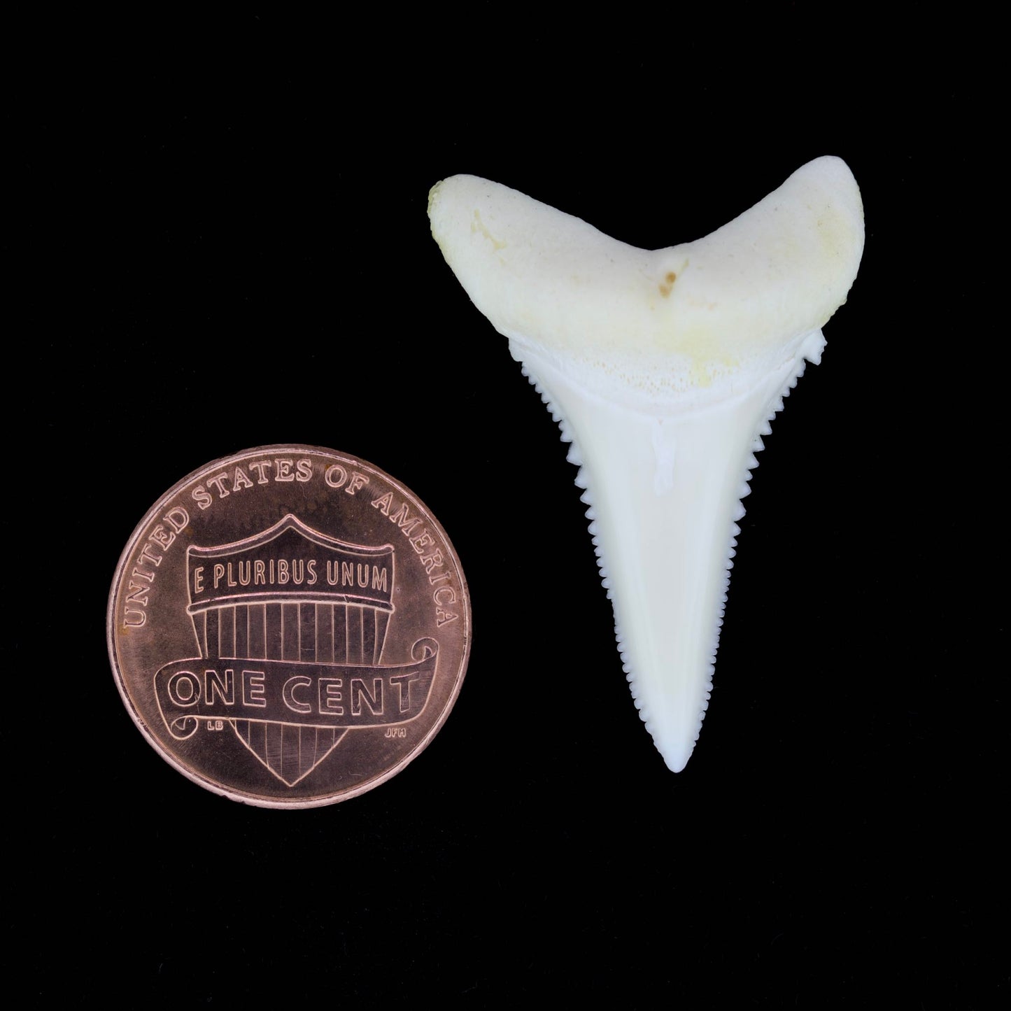 1.3" Modern Great White Shark Tooth