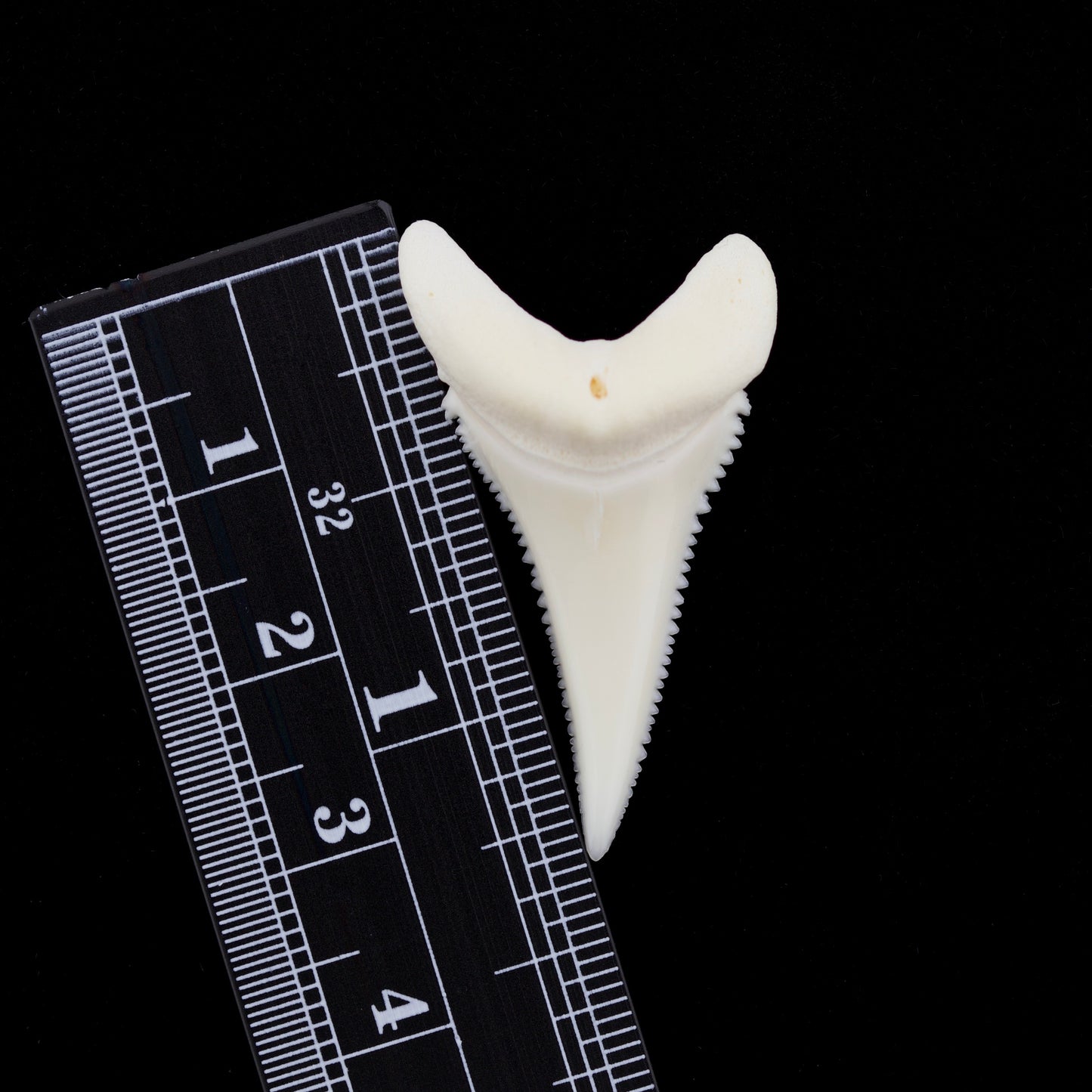 1.34" Modern Great White Shark Tooth
