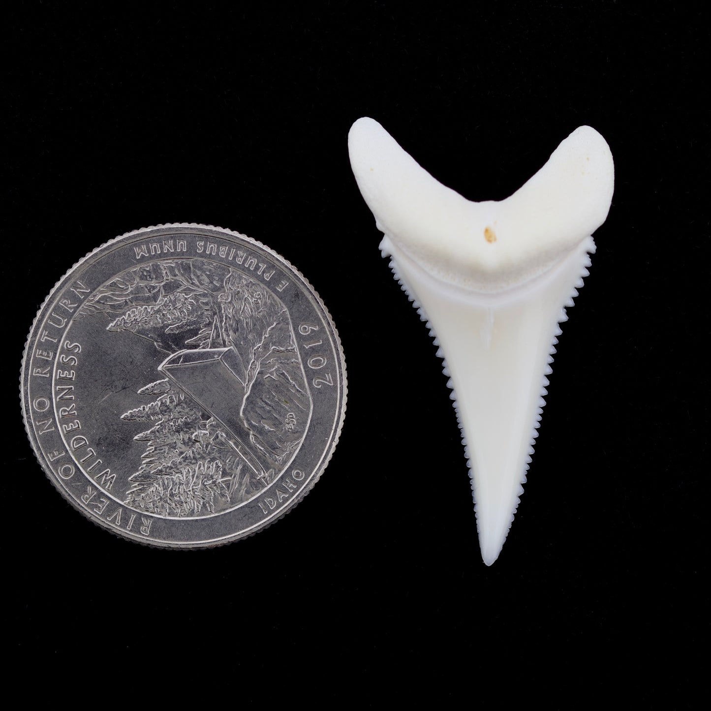 Modern (non-fossilized) great white shark tooth next to a U.S. quarter coin on a black background