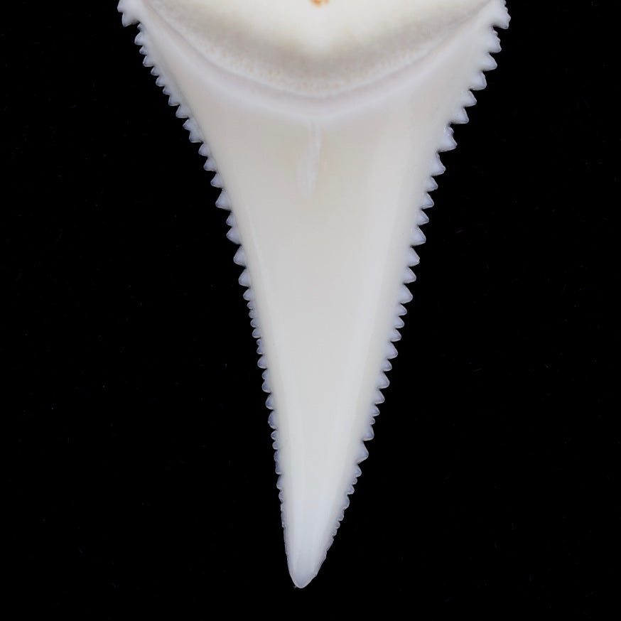 Close-up of a modern (non-fossilized) great white shark tooth on a black background