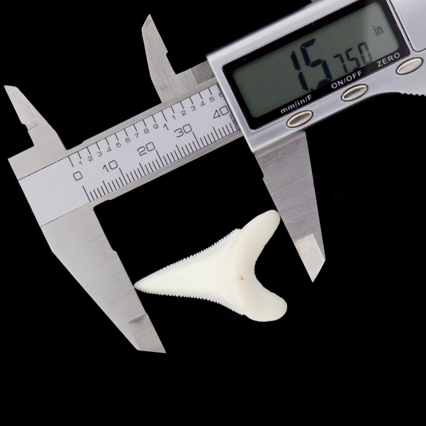 1.57" Modern Great White Shark Tooth