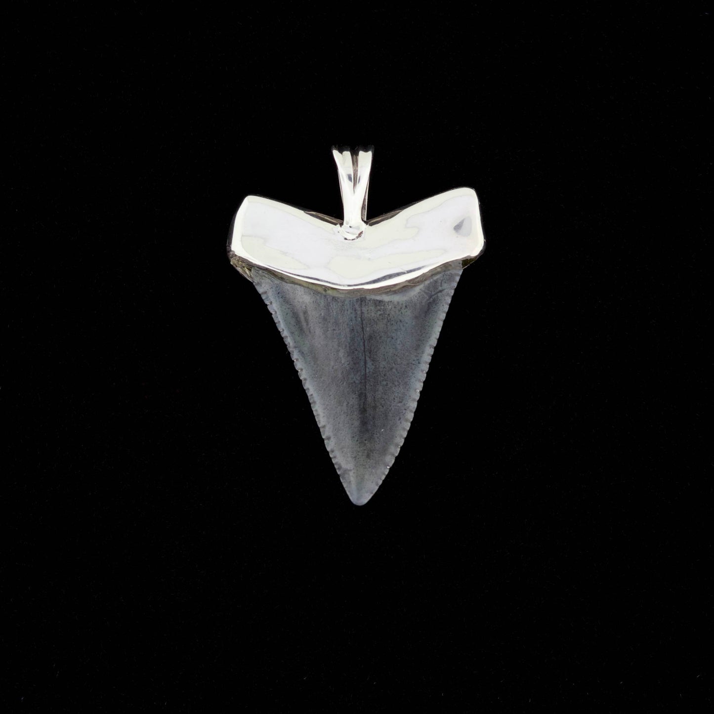 Fossil great white shark tooth pendant with sterling silver cap and bail on a black background