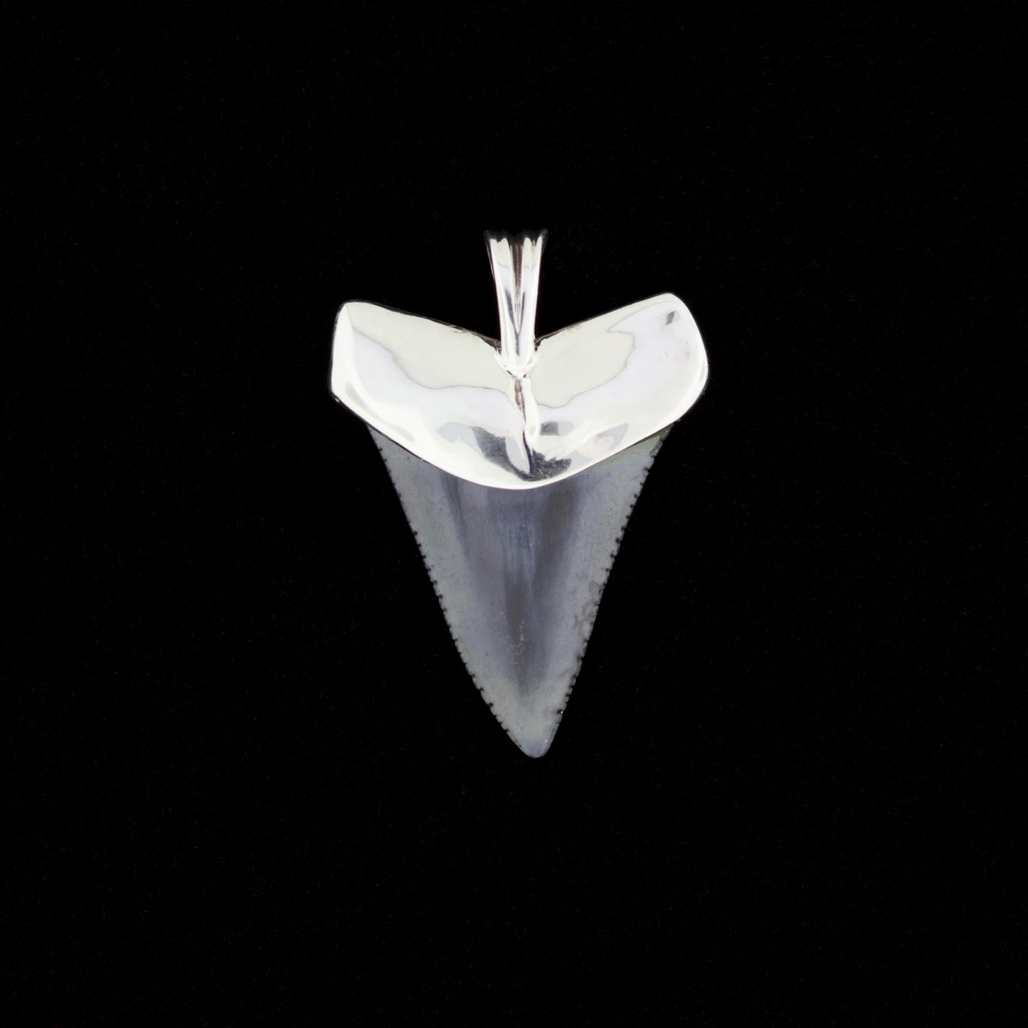 Fossil great white shark tooth pendant with sterling silver cap and bail on a black background