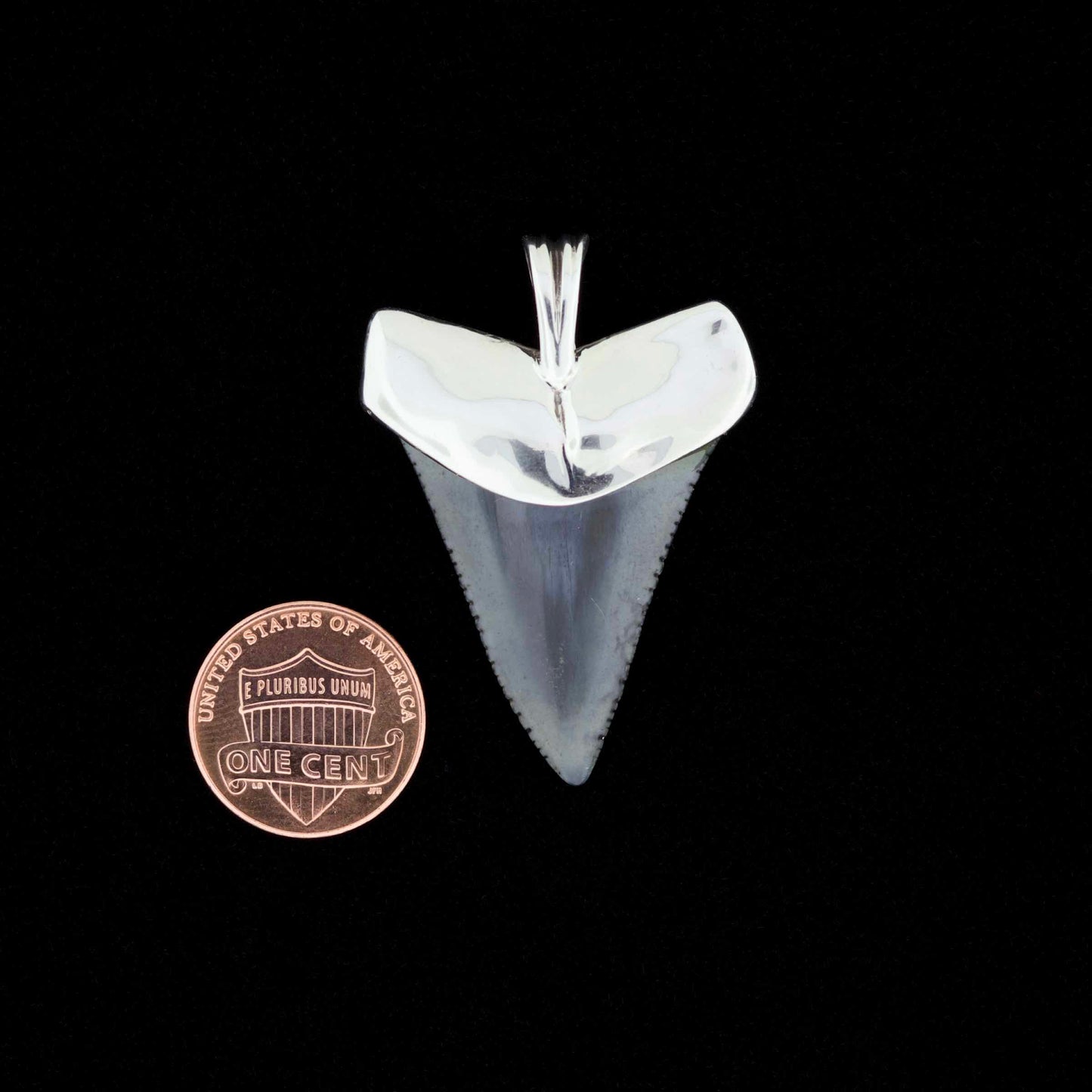 Fossil great white shark tooth pendant with sterling silver cap and bail, next to penny for scale