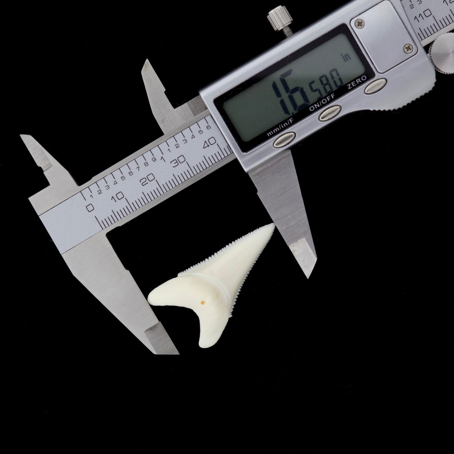 1.65" Modern Great White Shark Tooth