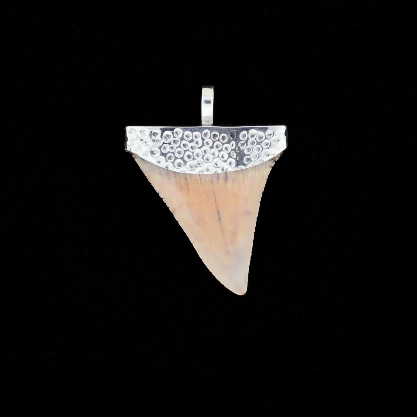 Fossil great white shark tooth pendant with textured silver top, on a black background