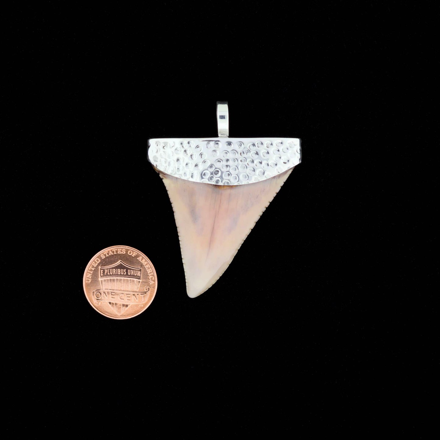 Fossil great white shark tooth pendant with textured silver top, next to a penny for scale, on a black background