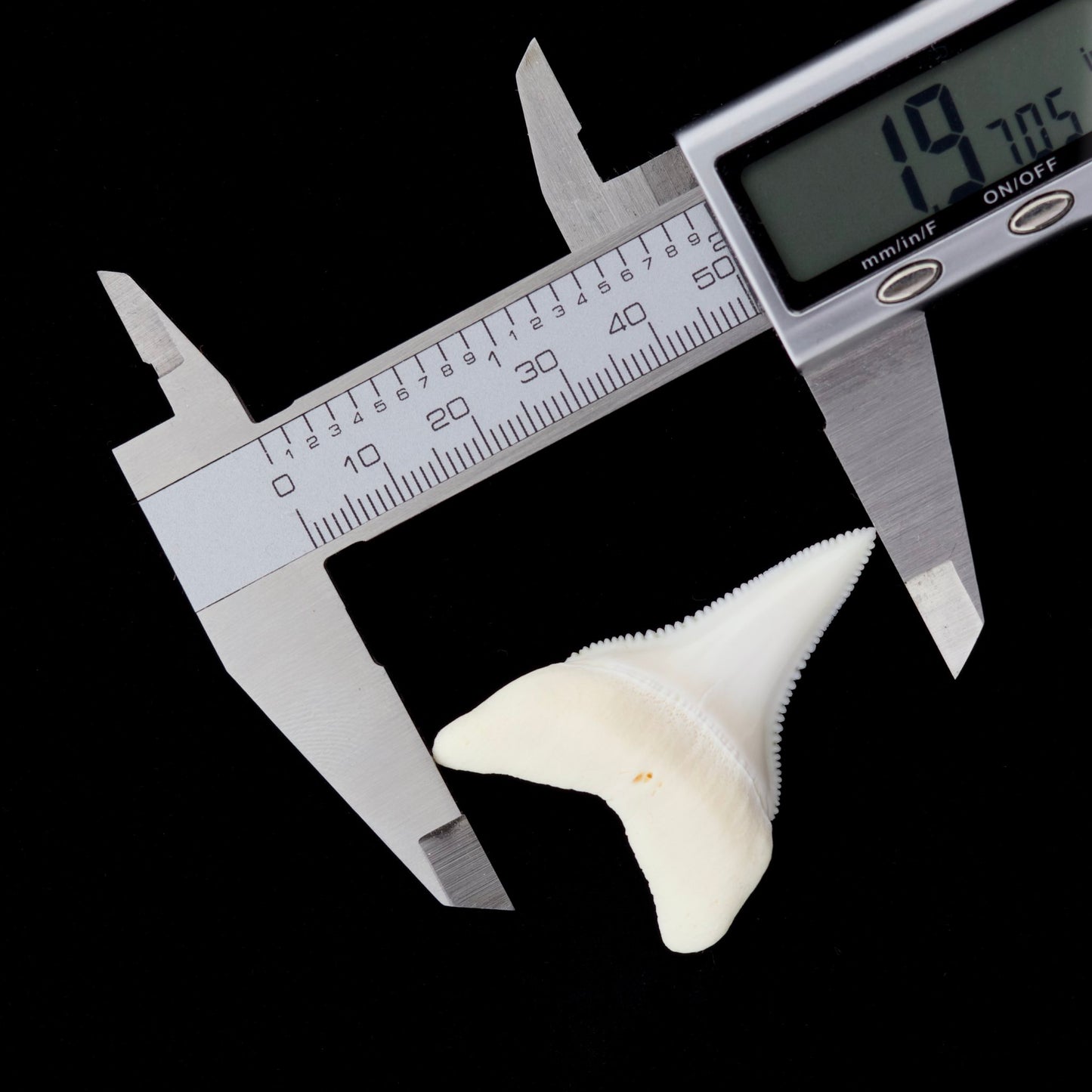 1.97" Modern Great White Shark Tooth