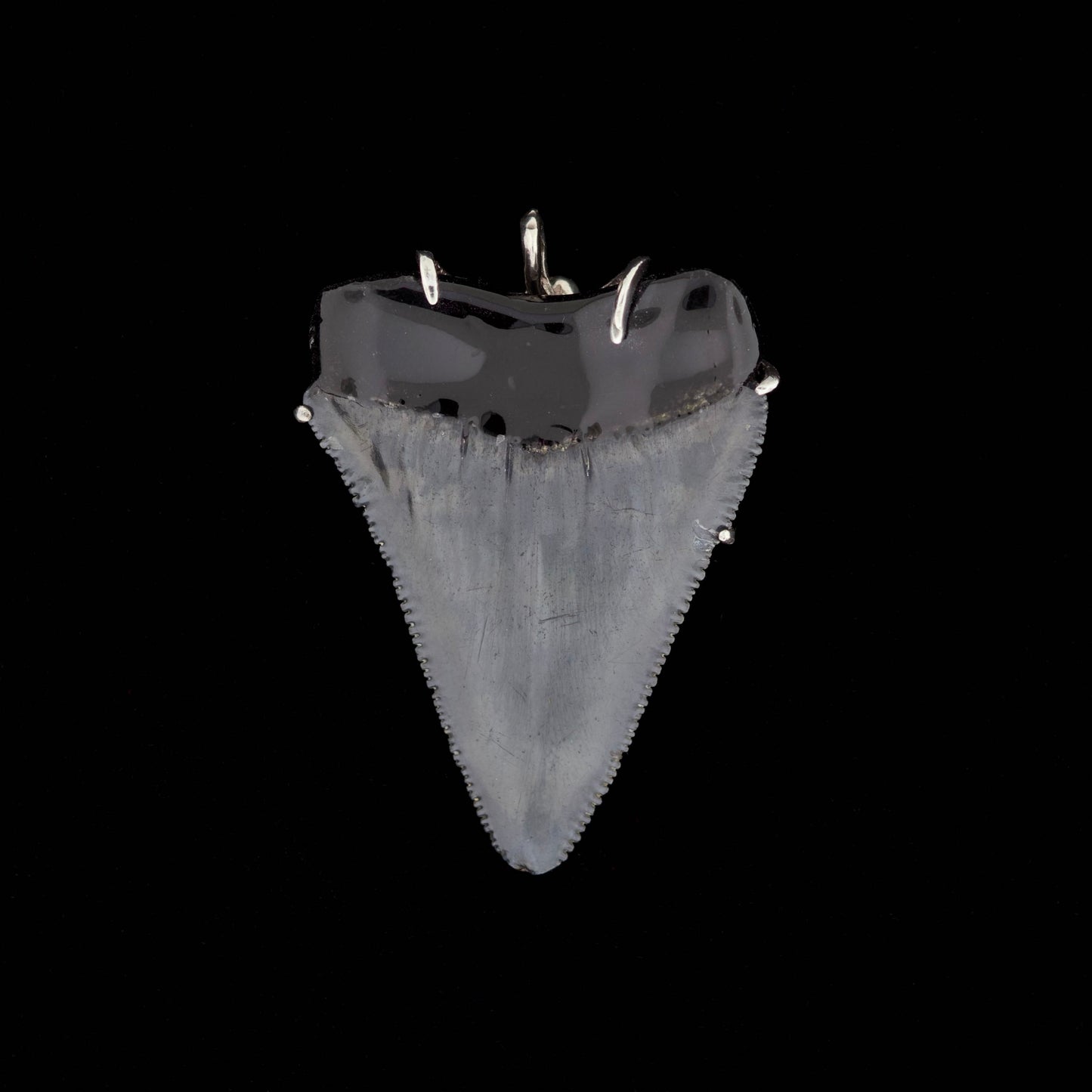 Fossil great white shark tooth pendant with silver octopus on a black background