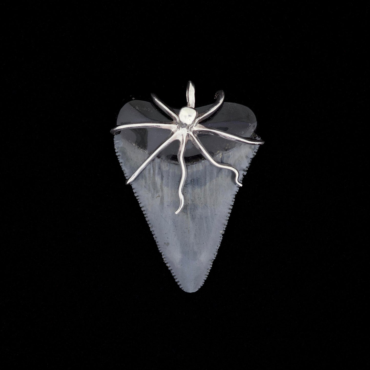 Fossil great white shark tooth pendant with silver octopus on a black background