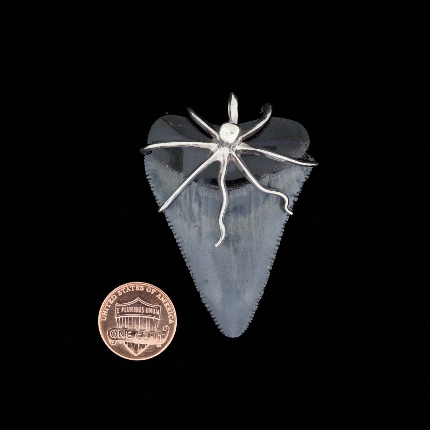 Fossil great white shark tooth pendant with silver octopus on a black background, next to penny for scale