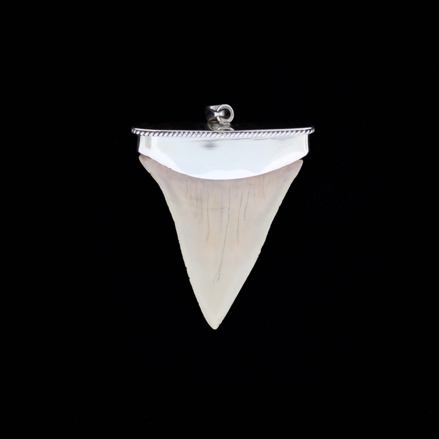 Shiny silver fossil mako shark tooth pendant on a black background