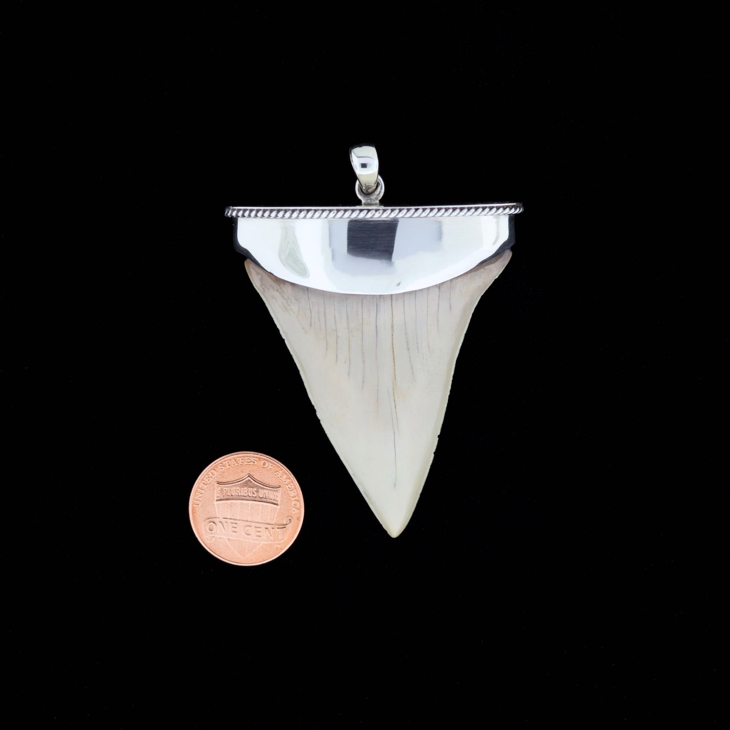 Shiny silver fossil mako shark tooth pendant next to a penny on a black background