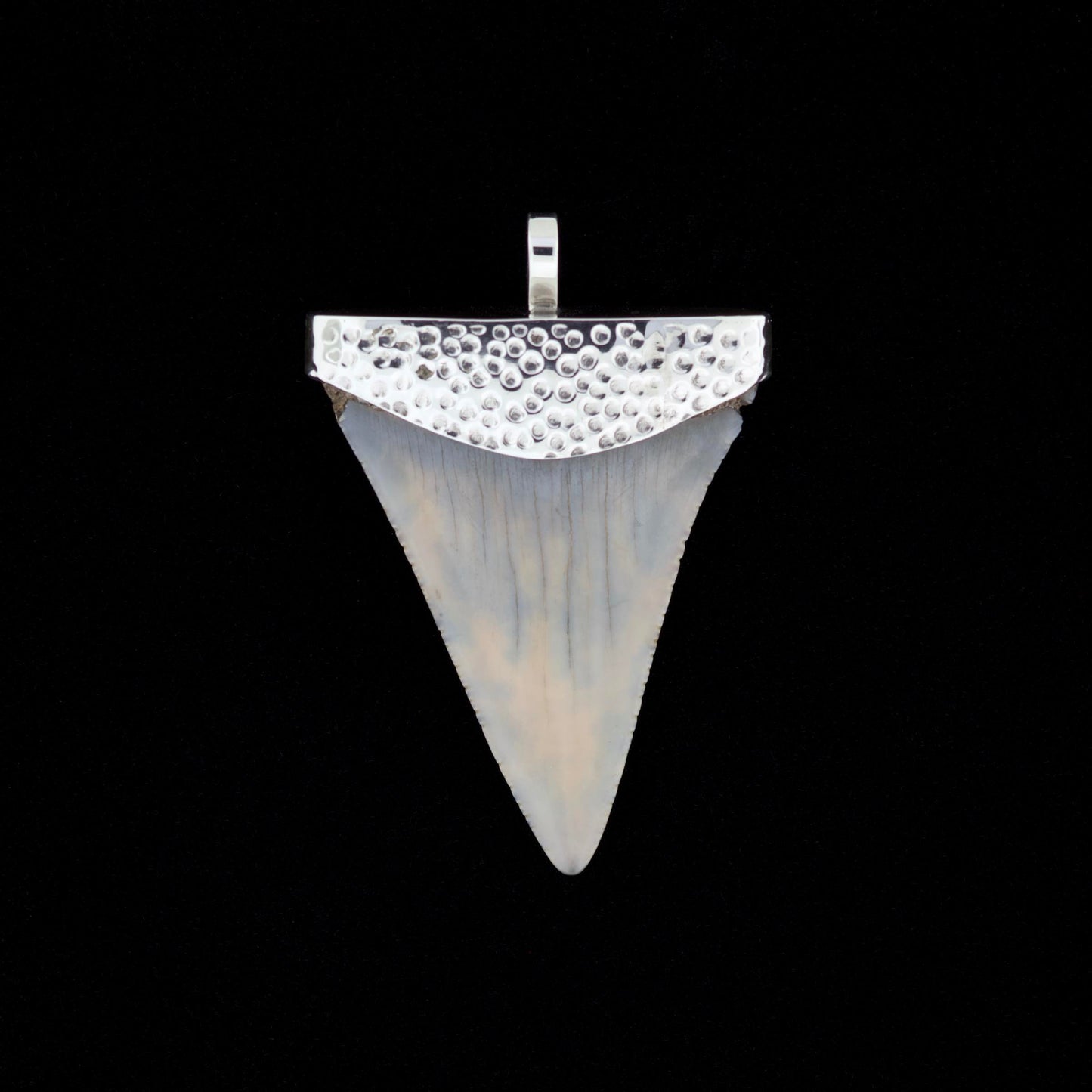Fossil great white shark tooth pendant with hammered silver top on a black background